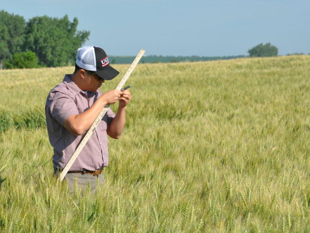 Scouts will measure the potential yield, quality and growth stage of the spring wheat crop in the Northern Plains on the 2016 Hard Red Spring Wheat and Durum Tour this week. (DTN photo by Emily Unglesbee)